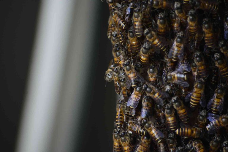 bee removal