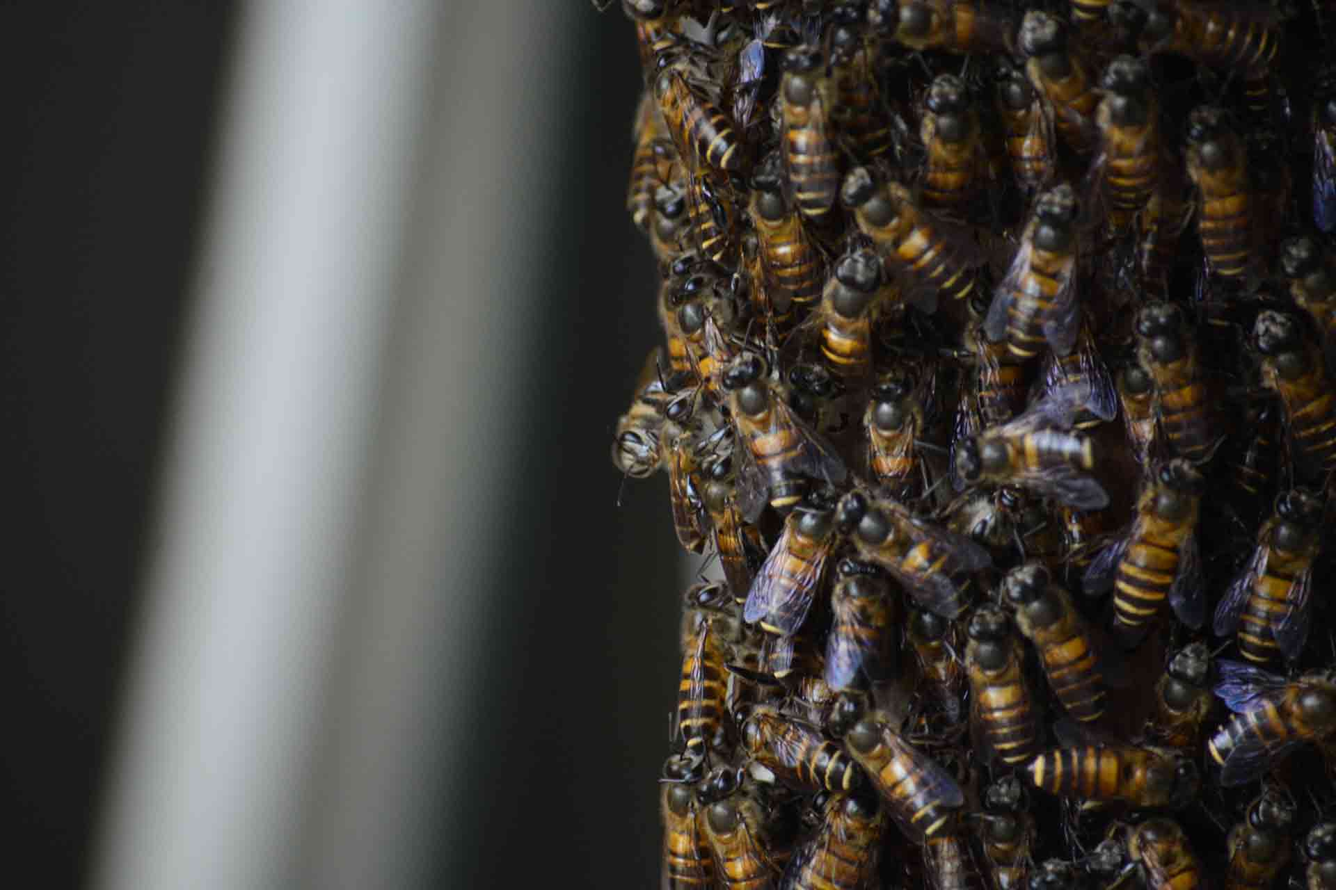 bee removal