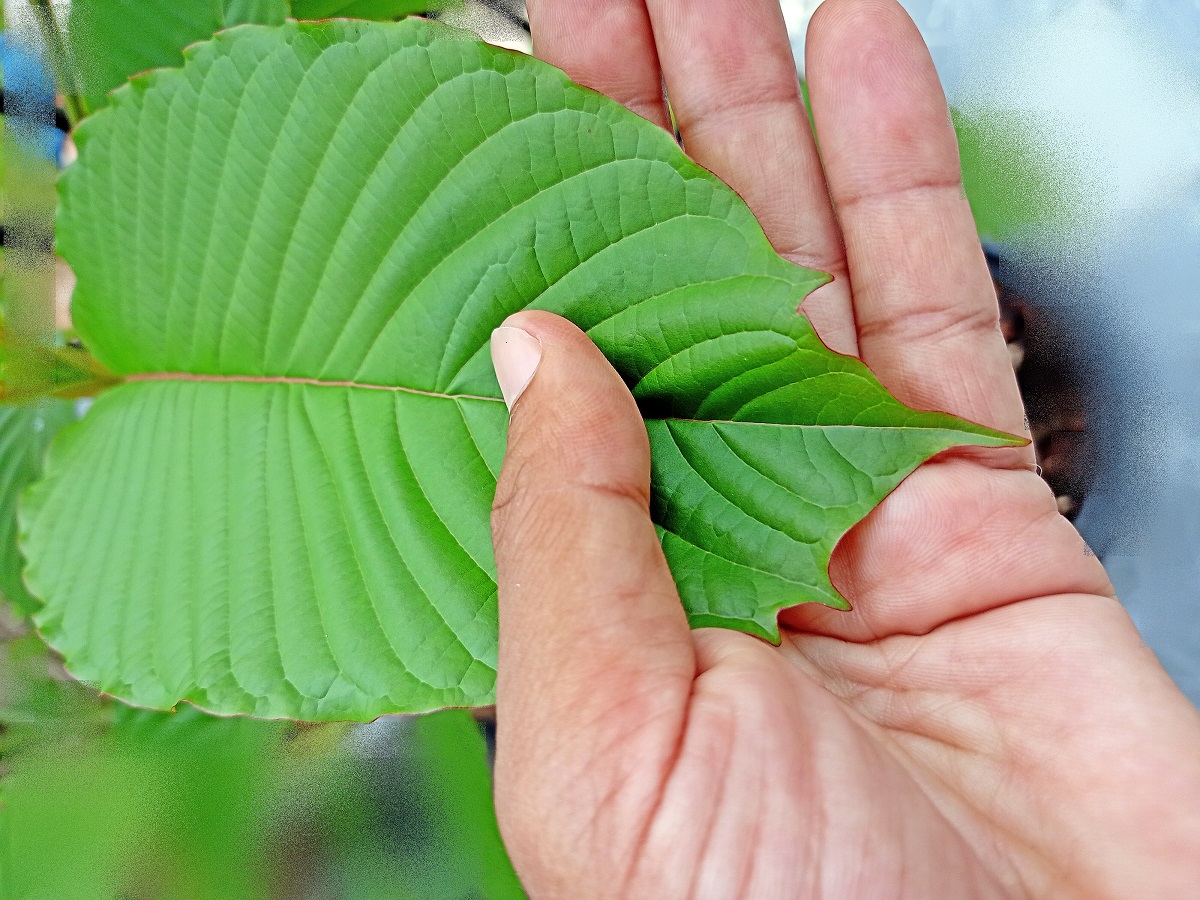 tablespoon of kratom