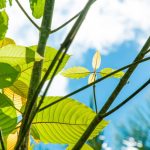 Kratom and Its Effect on the System of Immunity