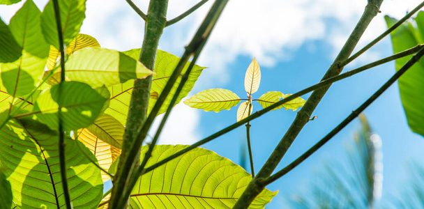 Kratom and Its Effect on the System of Immunity