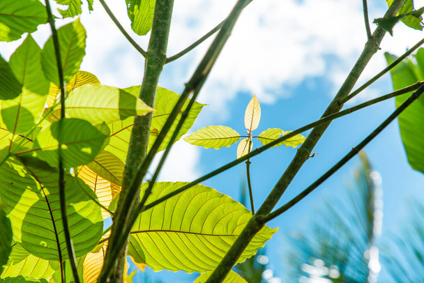 Kratom and Its Effect on the System of Immunity