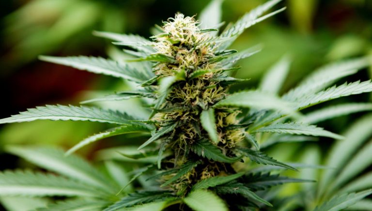 Understanding and Purchasing THCa Flower Online