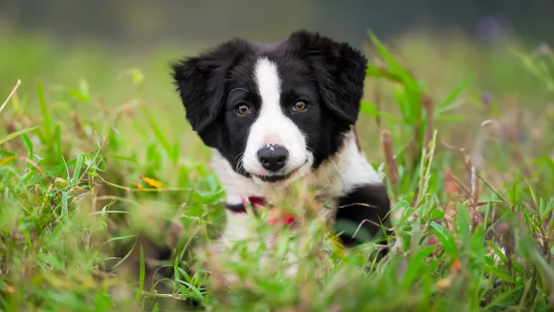 CBD for Dogs: Can It Help with Behavioral Issues?